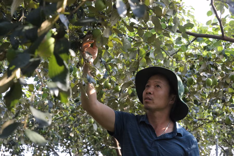 Năm nay, nhờ thời tiết thuận lợi nên vườn táo cho năng suất cao, ước tính hết vụ thu hoạch được khoảng hơn 7 tấn.
