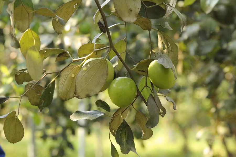 Chủ nhân đang bán táo tại vườn giá từ 40.000 đồng - 50.000 đồng/kg.