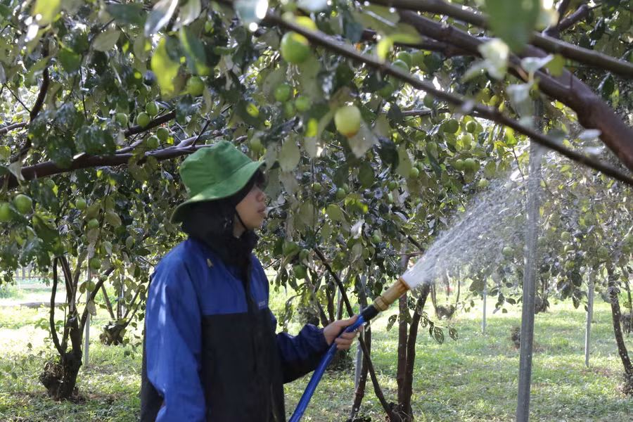 Anh Tính cho biết, để cây táo phát triển tốt, cho quả thu hoạch vào đúng dịp, từ giữa năm đã phải cắt tỉa các cành sâu và không cho quả đậu quá nhiều.