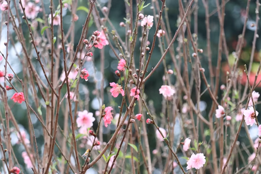 Một bình đào được ghép từ nhiều loại đào khác nhau tạo nên nhiều màu sắc trên một bình hoa.