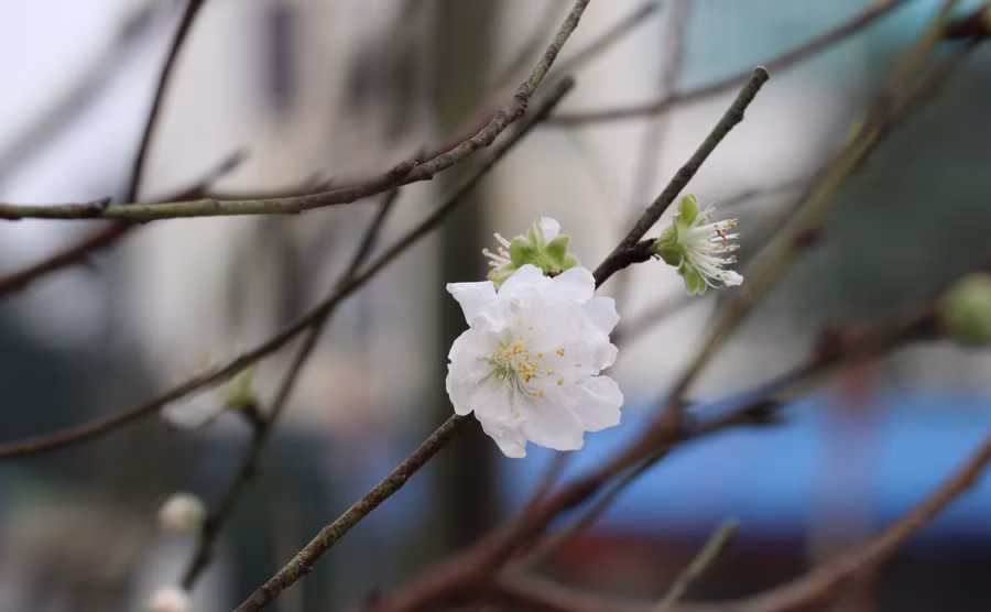 Một cây bạch đào hoa trắng như tuyết được mua từ Lạng Sơn vận chuyển về Hà Tĩnh. Theo chủ hàng hoa, đây là loại hoa hiếm ở Hà Tĩnh bởi rất khó đặt mua do số lượng ít trong khi nhu cầu thị trường cao.