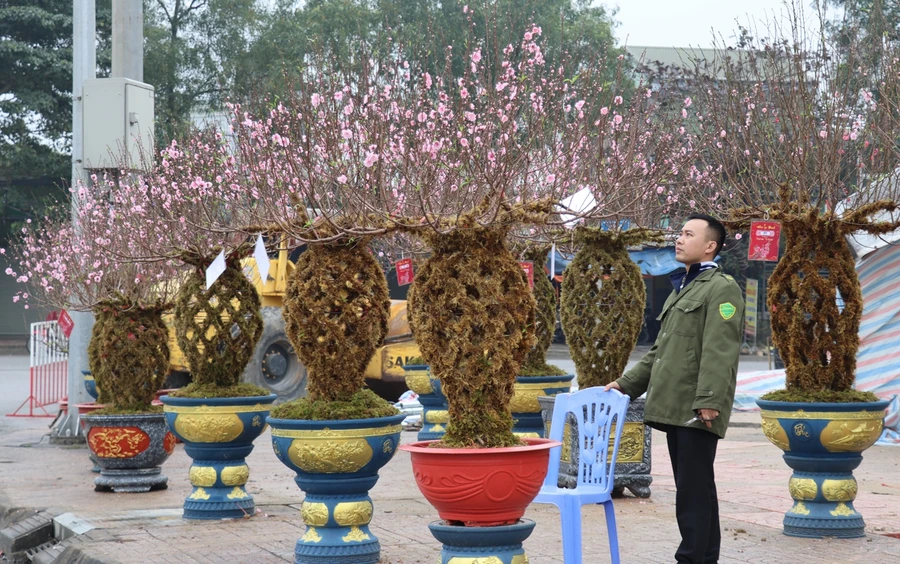 Đào lộc bình tại thị trường cây cảnh Tết Nguyên đán 2024.