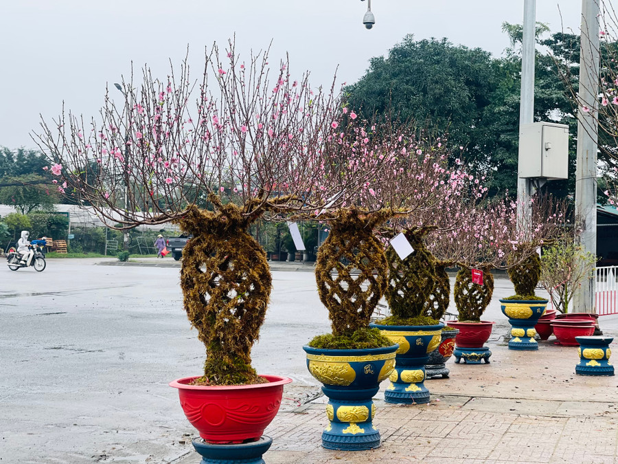 Nhiều ngày qua, người dân Hà Tĩnh không khỏi thích thú ngắm nhìn những bình đào được bày trên Đại lộ Xô Viết Nghệ Tĩnh (TP Hà Tĩnh). Nhiều ngày qua, người dân Hà Tĩnh không khỏi thích thú ngắm nhìn những bình đào được bày trên Đại lộ Xô Viết Nghệ Tĩnh (TP Hà Tĩnh).