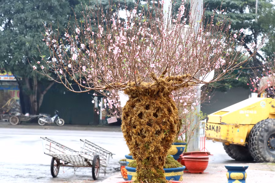 Với ý nghĩa đưa lại tài lộc, vượng khí cho gia chủ, nên dù mới “trình làng” đào lộc bình đã được nhiều người tìm mua.