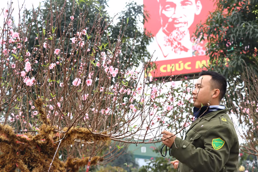 Anh Trần Đức Việt (SN 1992, trú tại xã Đồng Môn, TP Hà Tĩnh) chủ cửa hàng cho biết: Những bình đào này được đặt mua của thợ làm vườn các tỉnh phía Bắc.