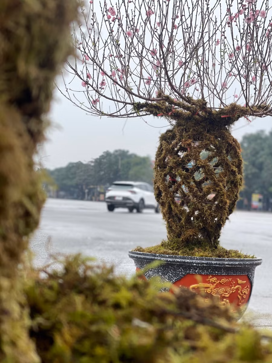 Mỗi bình đào cao từ 1,5m đến 2m, được tạo thế bắt mắt.