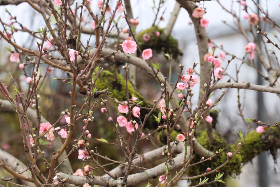 Ngoài đào lộc bình, thị trường cây cảnh tại Hà Tĩnh còn xuất hiện nhiều loại đào mới lạ xen lẫn các loại đào truyền thống với mức giá từ vài triệu đồng đến gần 50 triệu đồng.