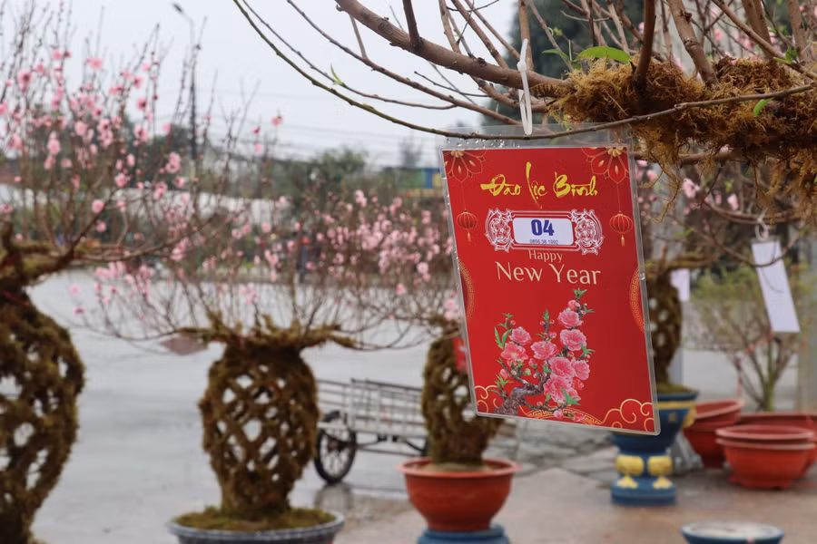 Theo anh Việt, để uốn được thành bình mỗi thân đào phải được trồng từ 5-6 năm.