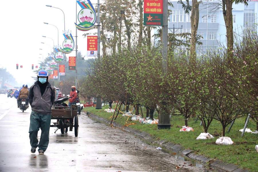 Dù thị trường Tết xuất hiện nhiều giống đào mới lạ, nhưng cây đào phai truyền thống vẫn được nhiều người dân yêu thích. Hiện giá bán mỗi gốc đào dao động từ 1,3 triệu đồng trở lên. Dù thị trường Tết xuất hiện nhiều giống đào mới lạ, nhưng cây đào phai truyền thống vẫn được nhiều người dân yêu thích. Hiện giá bán mỗi gốc đào dao động từ 1,3 triệu đồng trở lên.