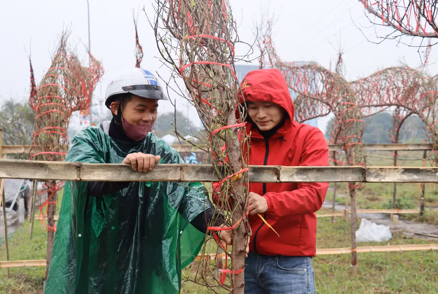 Để có được cành đào huyền ưng ý người chơi phải bỏ ra từ 2-4 triệu đồng. "Năm nay nhìn chung giá đào có cao hơn năm ngoái nhưng bù lại hoa đang kỳ nở đẹp và có nhiều nụ", anh Nguyễn Văn Lý Hùng - người bán hoa cho hay.