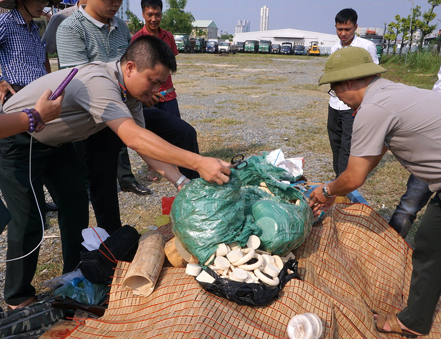Chi cục thi hành án Dân sự Hà Nội tiến hành tiêu huỷ ngà voi.