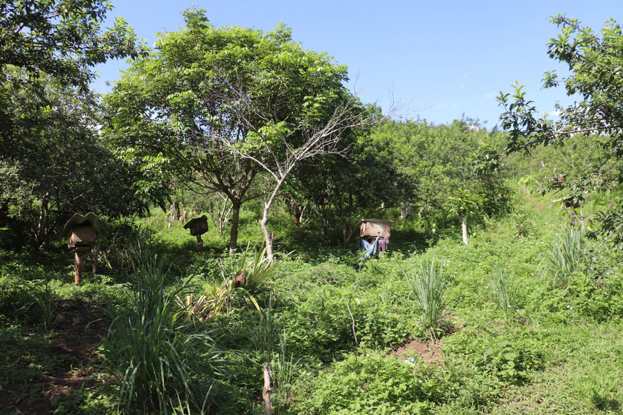 Mô hình nuôi ong lấy mật của anh Lù Văn Đức là hướng đi mới giúp người dân trong và ngoài địa phương thoát nghèo.