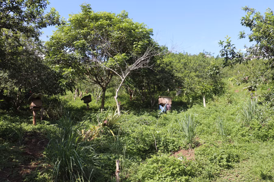 Mô hình nuôi ong lấy mật của anh Lù Văn Đức là hướng đi mới giúp người dân trong và ngoài địa phương thoát nghèo.