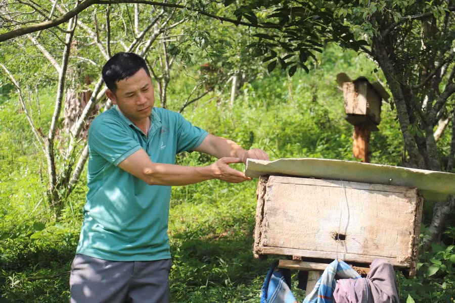 Anh Lù Văn Đức kiểm tra tình trạng tổ ong trước khi thu hoạch mật.