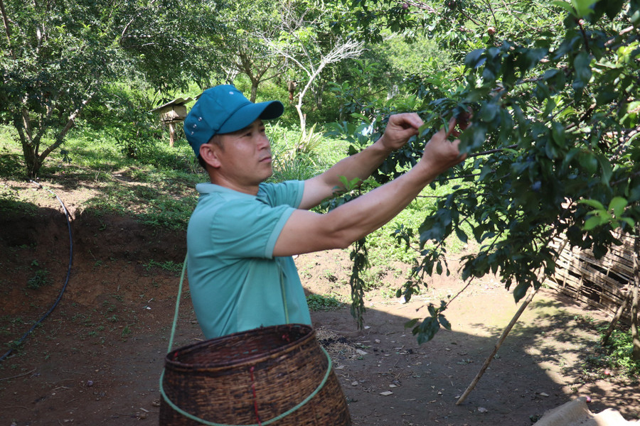 Ngoài nuôi ong, gia đình anh Lù Văn Đức còn trồng thêm một số loại cây cho hiệu quả kinh tế cao.