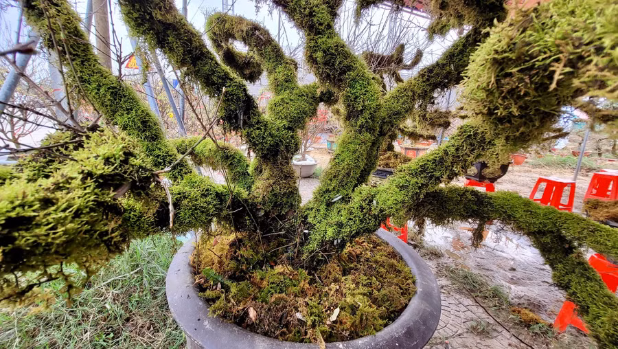 Theo người bán cho biết, đây là loại nhất chi mai được xem là đứng đầu trong các loài mai, nó được nhắc đến trong bộ tứ quý: mai, lan, trúc, cúc… Nó còn có những tên gọi khác là hoa mai trắng, nhị độ mai hay hàn mai.