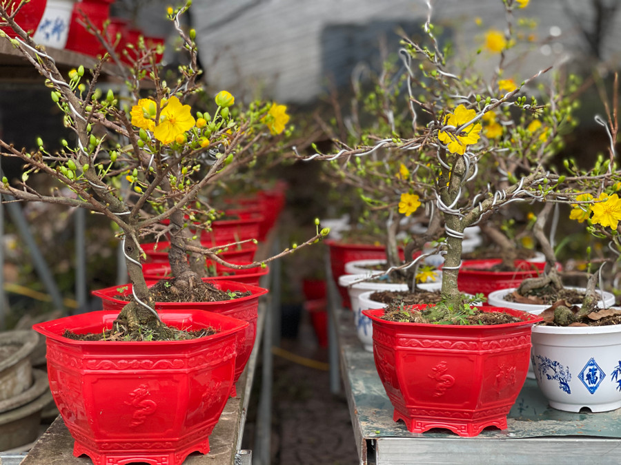 Bên cạnh các loại cây cảnh đắt tiền, các loại cây cảnh có giá tầm trung cũng được nhà vườn nhập về để phục vụ khách hàng như các loại mai, quất để bàn, đào cắm lọ với giá dao động từ 350.000 đồng/một chậu mai để bàn, 400.000 đồng/một lọ quất để bàn. (Ảnh Phương Hồ).