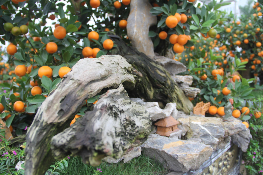 Trong số đó, 2 gốc quất ôm gỗ lũa được chào bán với giá 80 triệu đồng. (Ảnh Phương Hồ).