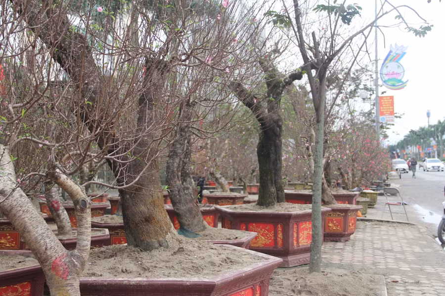 Ngoài quất cảnh, để phục vụ nhu cầu của người tiêu dùng dịp Tết, nhiều nhà vườn đã mạnh tay đầu tư đưa về Hà Tĩnh nhiều loại cây cảnh có giá trị cao như bưởi, mai, đào cổ thụ có giá hàng chục đến hàng trăm triệu đồng... (Ảnh Phương Hồ).