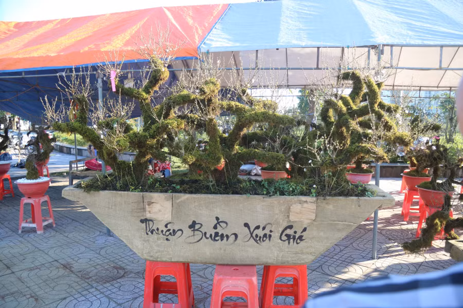 Ngoài các chậu nhỏ, tại cửa hàng anh Việt còn có 2 chậu lớn, mỗi chậu gồm 3 cây nhất chi mai có tuổi đời hơn 20 năm được trồng trong 1 chiếc thuyền độc mộc mang ý nghĩa "thuận buồn xuôi gió". Theo anh Việt, 2 chậu này nhiều người hỏi mua với giá khoảng 20 triệu đồng nhưng anh chưa muốn bán.