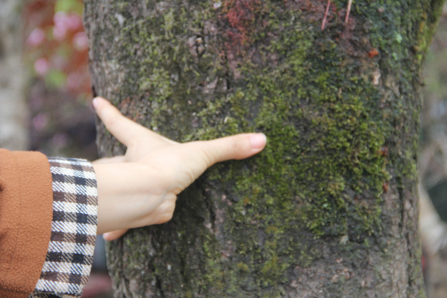 Một gốc đào cổ thụ tại đường Xô Viết Nghệ Tĩnh (TP Hà Tĩnh) được rao bán với giá 35-40 triệu đồng. (Ảnh Phương Hồ).