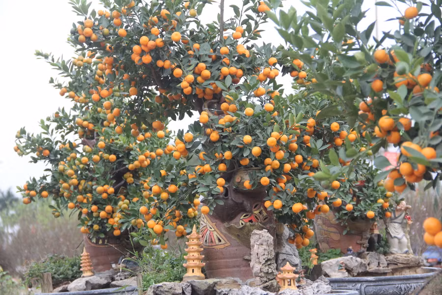 Tại ngã tư đường Xô Viết Nghệ Tĩnh và đường Nguyễn Huy Tự, gian hàng quất cảnh của anh Nguyễn Viết Long (xã Thạch Trung, thành phố Hà Tĩnh) thu hút nhiều khách đến tham quan với nhiều gốc quất độc, lạ. (Ảnh Phương Hồ).