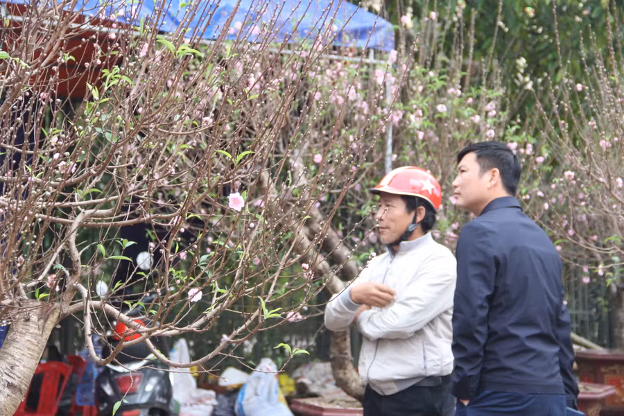 Sự đa dạng về chủng loại và giá cả thị trường hoa, cây cảnh Tết Quý Mão, giúp người dân TP Hà Tĩnh có nhiều lựa chọn trang trí trong dịp Tết. (Ảnh Phương Hồ).