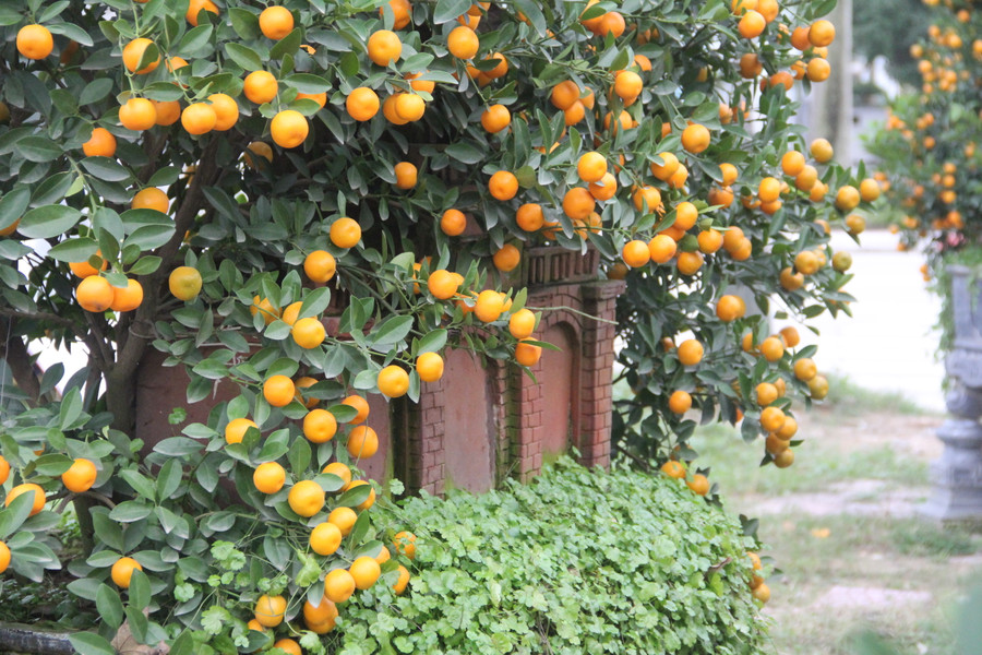 Thời điểm này, các quả quất đã chín vàng, góp phần tăng thêm mức độ thẩm mỹ cho những chậu quất. (Ảnh Phương Hồ).