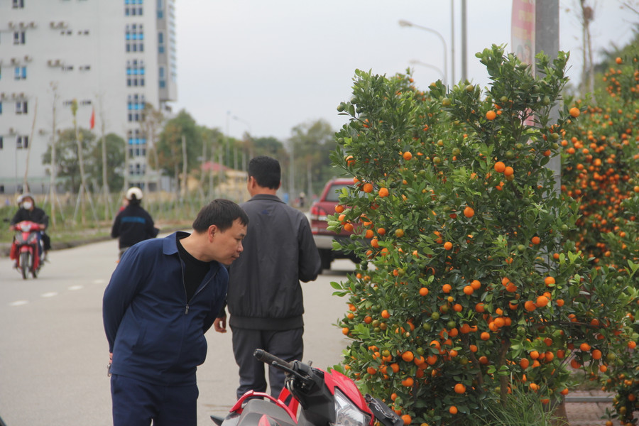 Cũng vì vậy, mà khi gian hàng anh Long được bày bán đã thu hút rất nhiều người tham quan, mua sắm. Nhiều gốc quất giá hàng chục triệu đồng đã được mua từ khá sớm. &quot;Năm nay tôi bỏ một số vốn lớn, nhập về 30 chậu quất dáng độc, lạ. Đến thời điểm này đã bán được trên chục chậu, chỉ còn gần một tuần nữa là đến Tết, hy vọng sẽ bán được hết hàng”, anh Long nói. (Ảnh Phương Hồ).