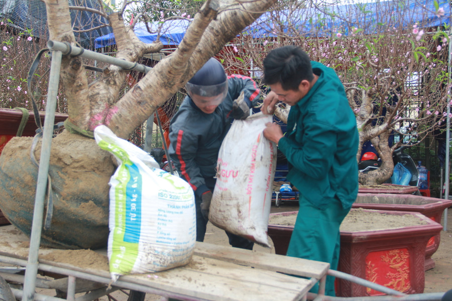 Quá trình vận chuyển cây cảnh phải hết sức cẩn thận. (Ảnh: Phương Hồ). Quá trình vận chuyển cây cảnh phải hết sức cẩn thận. (Ảnh: Phương Hồ).