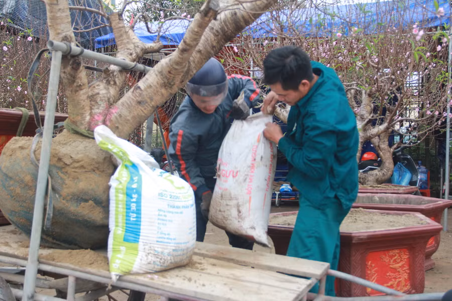 Quá trình vận chuyển cây cảnh phải hết sức cẩn thận. (Ảnh: Phương Hồ).