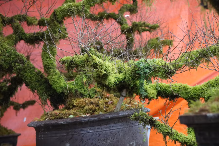 Mỗi bộ phận trên cây nhất chi mai mang đến một ý nghĩa khác nhau. Phần gốc, thân cây mang nhiều rong rêu, xù xì tượng trưng cho người quân tử. Những bông hoa nhỏ, trắng tinh khiết cùng hương thơm nhẹ tượng trưng cho hình ảnh người phụ nữ nhẹ nhàng, mềm mại.