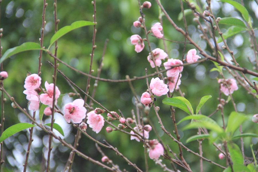 Các loại đào phai truyền thống được bán với mức giá từ 700.000 đồng mỗi cây vừa cho đến vài triệu, 5 triệu những cây to, đẹp... (Ảnh Phương Hồ).