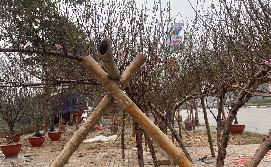 Từ vài ba năm trở lại đây, đào huyền trở thành xu hướng chơi đào mới của người dân Hà Tĩnh bên cạnh các loại đào truyền thống như đào Nhật Tân, đào phai... Với giá từ 2 đến 3 triệu cho một cành đào huyền và từ 3 đến 3,5 triệu cho một gốc đào huyền. (Ảnh Phương Hồ).