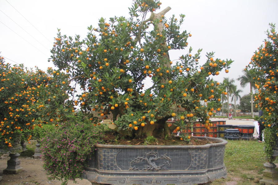 Sau khi được kết hợp với quất cảnh không chỉ tăng tính thẩm mỹ mà còn phù hợp phong thủy được nhiều người ưa thích trong dịp Tết. (Ảnh Phương Hồ).