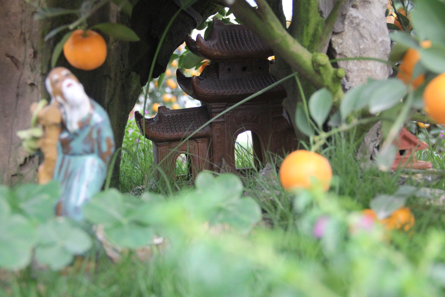 Anh Long cho biết, những gốc quất được mua từ tỉnh phía Bắc như Hưng Yên, Hà Nội... và được vận chuyển về Hà Tĩnh bày bán. Giá trị mỗi cây tùy theo hình dáng, kích cỡ và tính thẩm mỹ. Trung bình mỗi gốc quất tại cửa hàng anh Long có giá từ 10-50 triệu đồng. (Ảnh Phương Hồ).