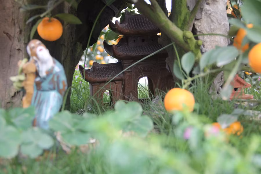 Anh Long cho biết, những gốc quất được mua từ tỉnh phía Bắc như Hưng Yên, Hà Nội... và được vận chuyển về Hà Tĩnh bày bán. Giá trị mỗi cây tùy theo hình dáng, kích cỡ và tính thẩm mỹ. Trung bình mỗi gốc quất tại cửa hàng anh Long có giá từ 10-50 triệu đồng. (Ảnh Phương Hồ).