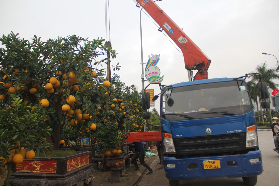 Giá dịch vụ thuê xe cần cẩu chở cây khủng từ 500.000 đồng đến vài triệu đồng/chuyến. (Ảnh: Phương Hồ). Giá dịch vụ thuê xe cần cẩu chở cây khủng từ 500.000 đồng đến vài triệu đồng/chuyến. (Ảnh: Phương Hồ).