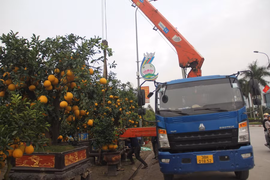 Giá dịch vụ thuê xe cần cẩu chở cây khủng từ 500.000 đồng đến vài triệu đồng/chuyến. (Ảnh: Phương Hồ).