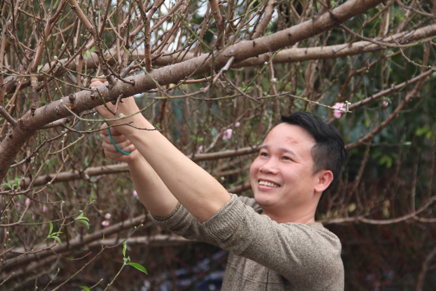 Anh Võ Văn Bảy (trú huyện Cẩm Xuyên) cho biết: Năm nay, do ảnh hưởng thời tiết rét đậm nhiều đợt nên các nhà vườn trồng đào huyền bị mất mùa do nhiều cây nụ không nhú lên được. Là mối bán đào huyền uy tín nên tôi chấp nhận bỏ giá cao hơn năm ngoái để đưa về những cành đào đẹp. (Ảnh Phương Hồ).