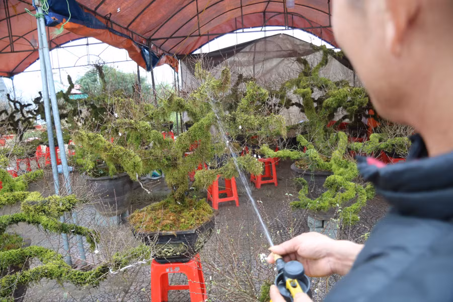 Hiện, mỗi cây nhất chi mai đang được bán tại thị trường Tết thành phố Hà Tĩnh với giá từ 3-5 triệu đồng.