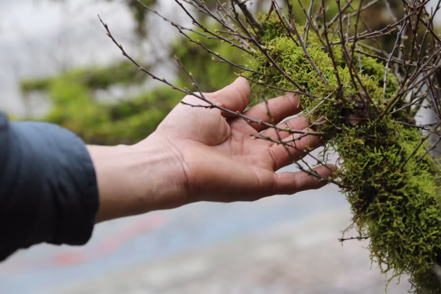 Những cây mai càng phủ nhiều rêu, có nhiều loại tầm gửi trên thân càng được khách hàng ưa thích.