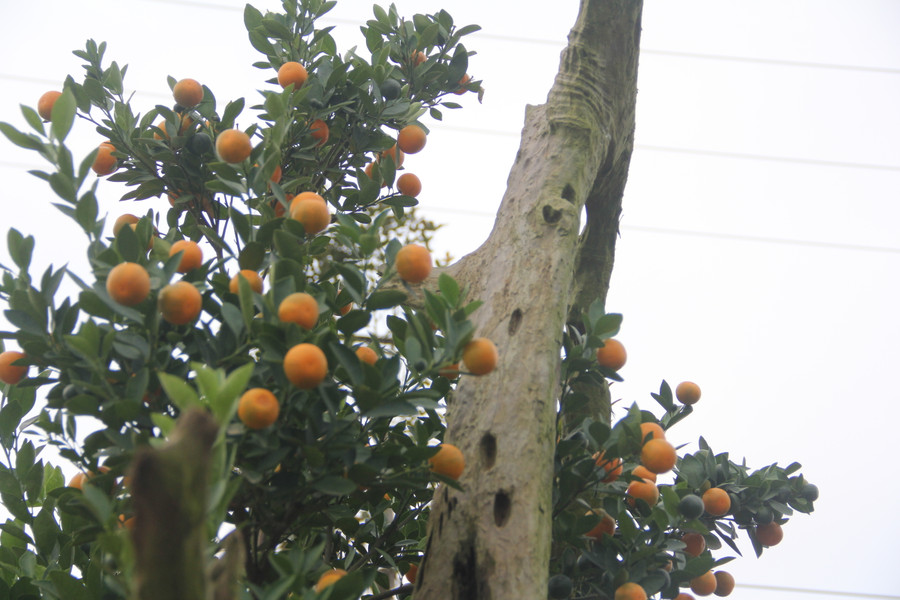 Đây là những gốc quất được nghệ nhân phải mất nhiều năm để chăm sóc và tạo dáng. Gỗ lũa là phần gốc cây to sau khi chết nhưng vẫn rất cứng cáp, không bị mục nát và có đường vân đẹp mắt. (Ảnh Phương Hồ).