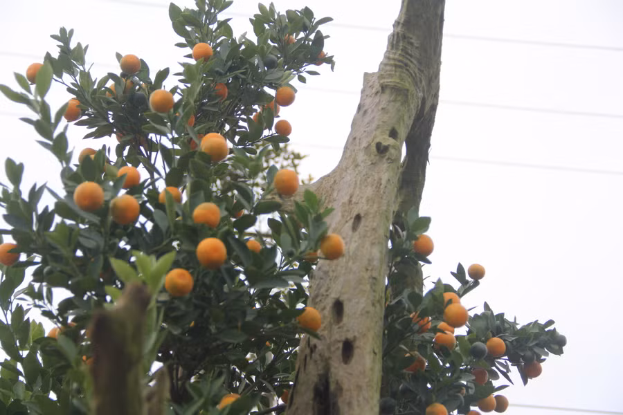 Đây là những gốc quất được nghệ nhân phải mất nhiều năm để chăm sóc và tạo dáng. Gỗ lũa là phần gốc cây to sau khi chết nhưng vẫn rất cứng cáp, không bị mục nát và có đường vân đẹp mắt. (Ảnh Phương Hồ).