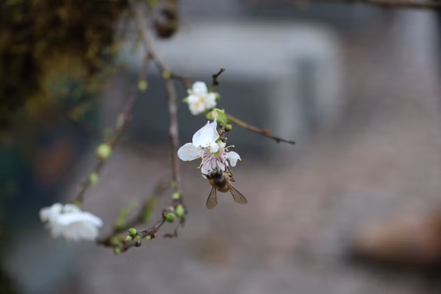 Điều đặc biệt, nhất chi mai có đến 2 lần nở hoa vào mùa xuân vào dịp giáp Tết và vào tháng 2, cũng vì vậy mà nhất chi mai còn được gọi với tên nhị độ mai.