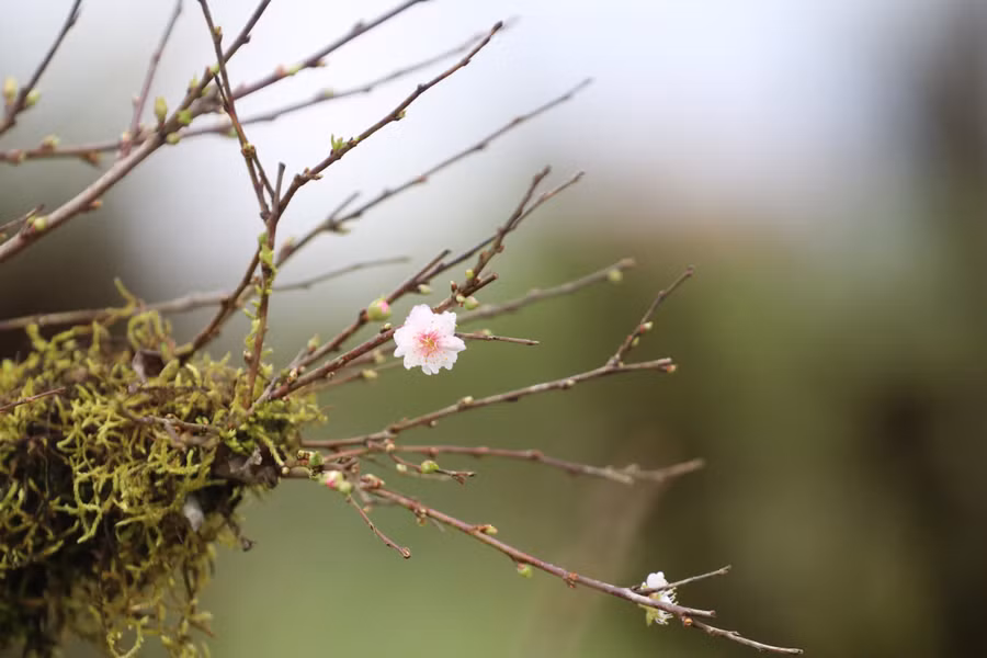 Hoa nhất chi mai sở hữu một vẻ đẹp tinh tế, nụ mai màu hồng pha sắc trắng đẹp trong trẻo.