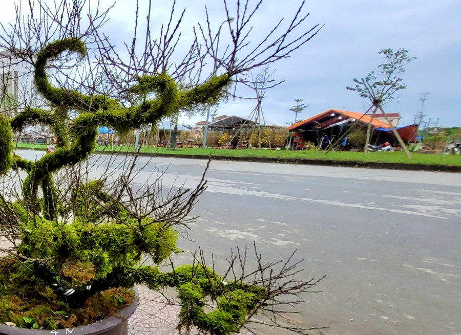 Tại thành phố Hà Tĩnh, cùng với những loại cây truyền thống, sự xuất hiện của loại mai dáng nhỏ, thân phủ đầy rong rêu, xù xì gây sự hiếu kỳ thích thú của nhiều khách hàng. Tại thành phố Hà Tĩnh, cùng với những loại cây truyền thống, sự xuất hiện của loại mai dáng nhỏ, thân phủ đầy rong rêu, xù xì gây sự hiếu kỳ thích thú của nhiều khách hàng.