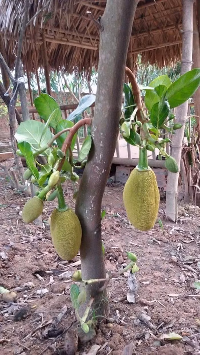 Thành quả do tay anh và các con chăm sóc.