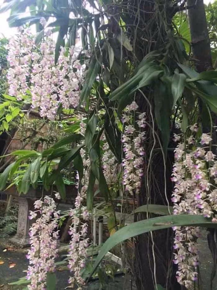 Giang còi khá mát tay trong việc trồng cây.