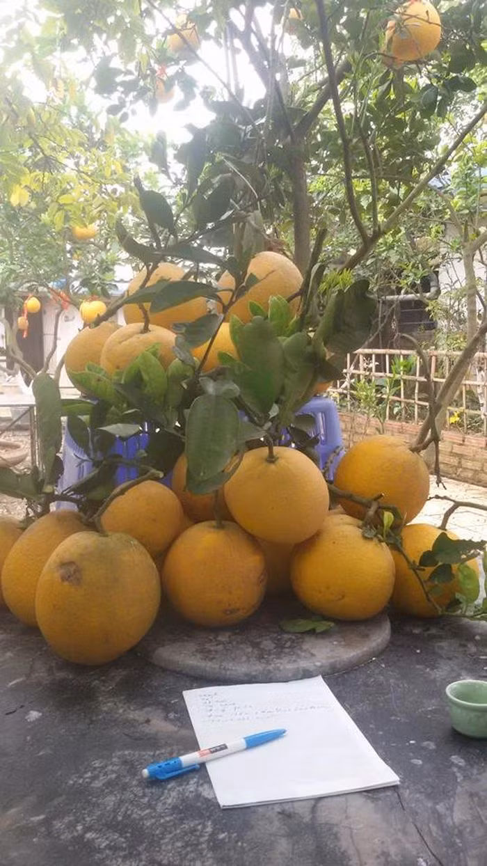 Nhờ bàn tay của mình, anh biến mảnh đất từng được gọi là nơi “đồng không mông quạnh” thành khu nhà vườn tràn ngập cây xanh. Tự tay anh trồng từng cái cây, đặt từng viên gạch. Anh trồng các loại cây ăn quả, thả cá, nuôi gà, nuôi chim bồ câu, trồng rau để phục vụ cho nhu cầu gia đình, không phải đi xa mỗi khi cần. Mùa nào thức ấy, trong vườn nhà nghệ sĩ luôn có hoa quả tràn ngập.